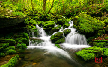 이끼계곡의 초여름