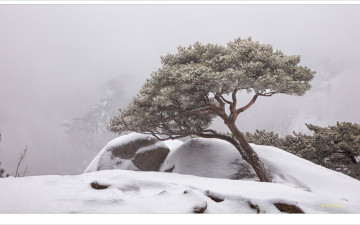 영봉의 소나무 - 북한산