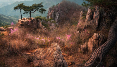 부부송 - 대둔산