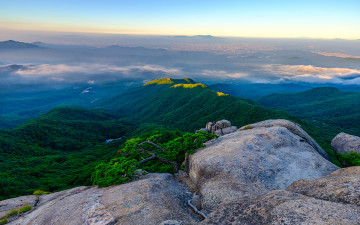 앉은뱅이 소나무