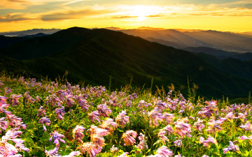 소백산 비비추의 향연!