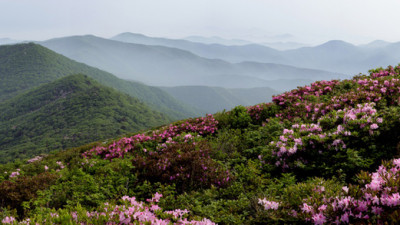 함백산 철쭉