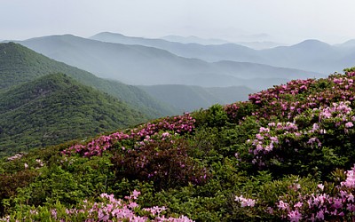 함백산 철쭉