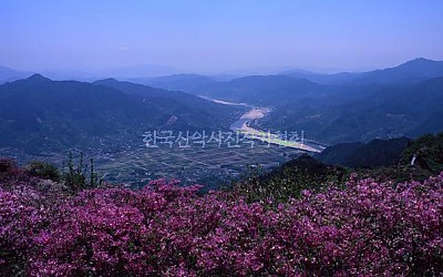 형제봉 철쭉 - 02